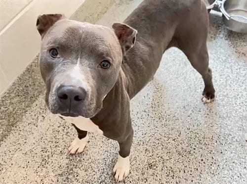 Photo of A661437, adoptable American Pit Bull Terrier in Houston, Texas