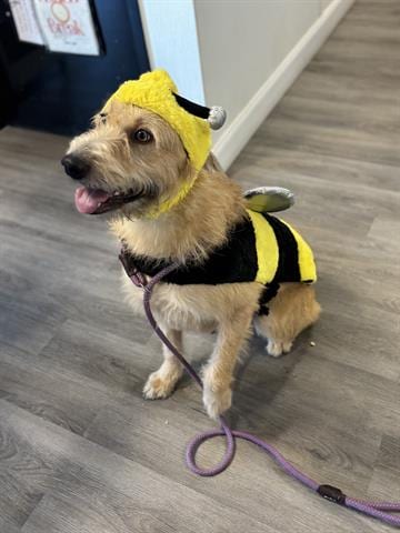 Photo of Guss, adoptable Terrier in Panama City, Florida