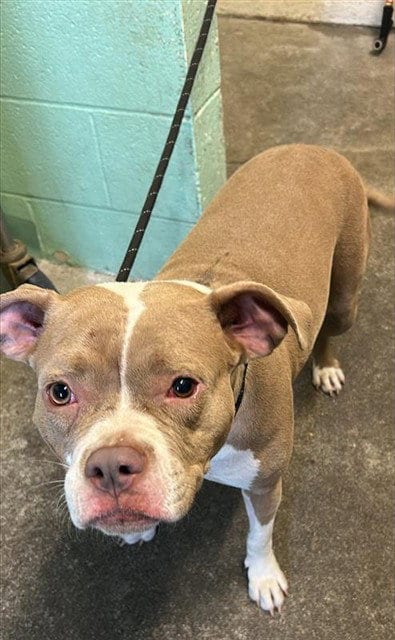 Photo of A742870, adoptable Pit Bull Terrier in Sacramento, California