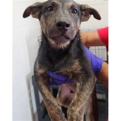 Photo of Gaston, adoptable Belgian Malinois in San Bernardino, California
