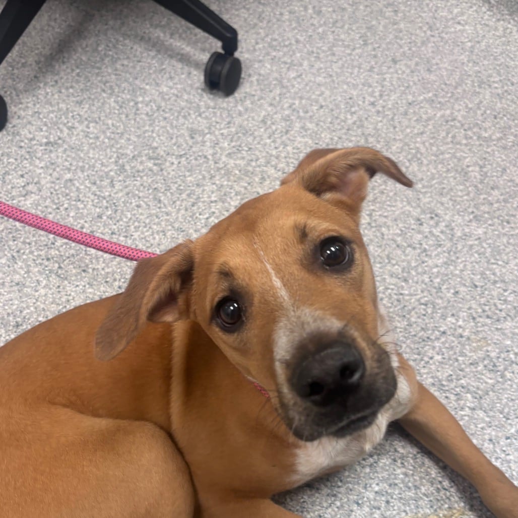 Photo of Biggin, adoptable Terrier / Mix in Spartanburg, South Carolina