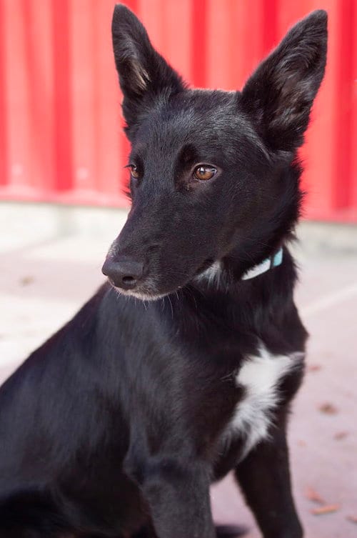 Photo of Pumpernickel, adoptable German Shepherd Dog in Tracy, California