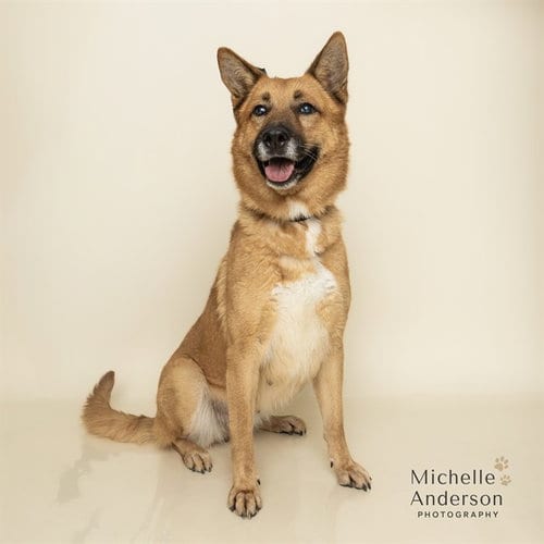 Photo of Faith, adoptable German Shepherd Dog in Corona, California