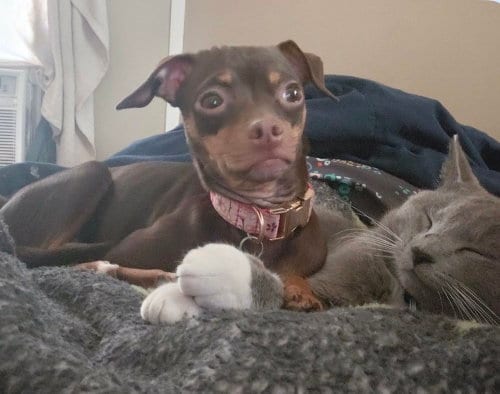 Photo of Maizee, adoptable Miniature Pinscher in Columbia, Tennessee
