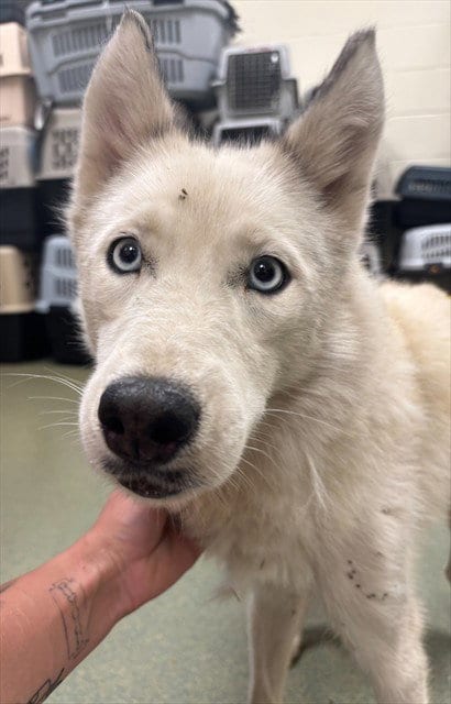 Photo of Snow, adoptable Siberian Husky in Lee's Summit, Missouri