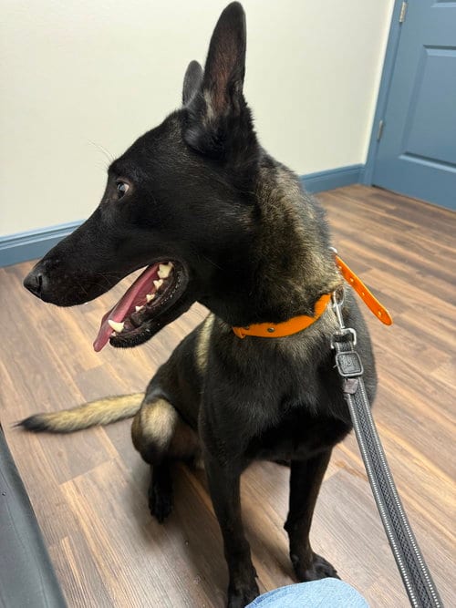 Photo of Nuke - Located in FL, adoptable Belgian Shepherd Malinois in Imlay City, Michigan