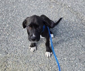 Photo of PR 52 Life is a Highway, adoptable Labrador Retriever in Glen Allen, Virginia