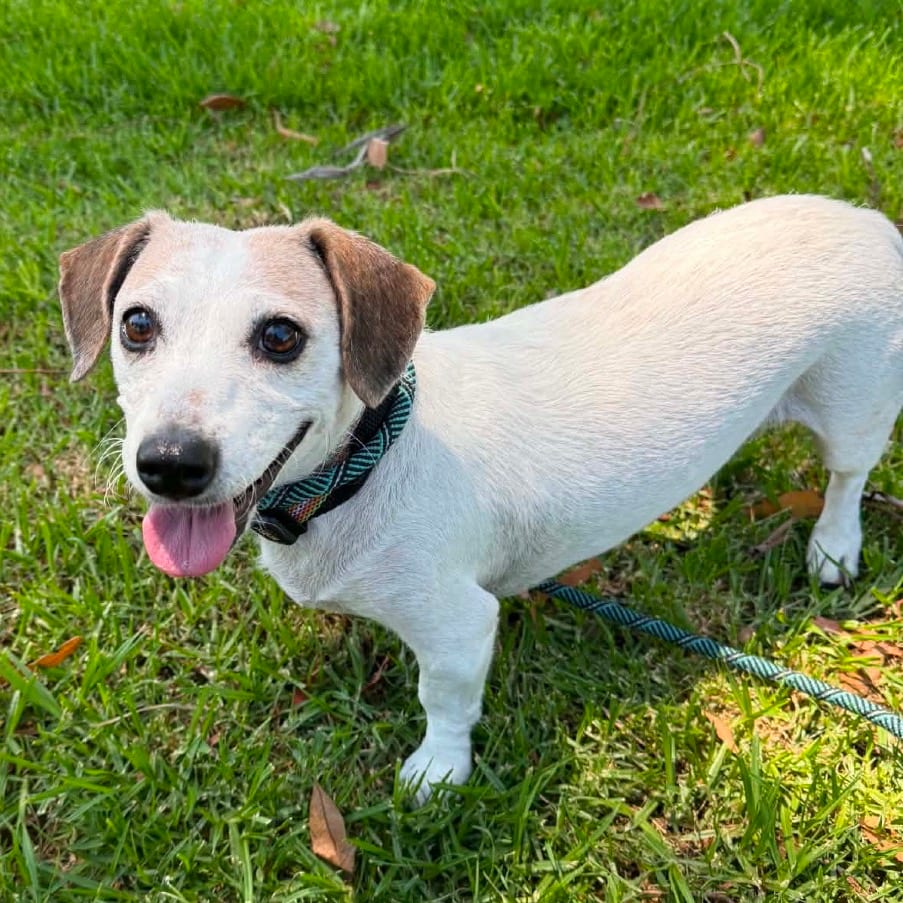 Photo of Shyla - Costa Mesa Location, adoptable Terrier, Jack Russell / Dachshund