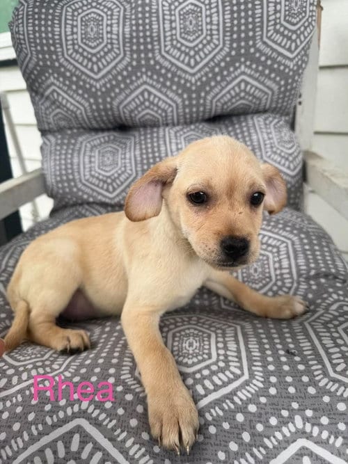 Photo of Rhea (Roxie's Litter), adoptable Pug in Brewster, New York