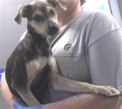 Photo of Curly, adoptable Beagle in Tallahassee, Florida