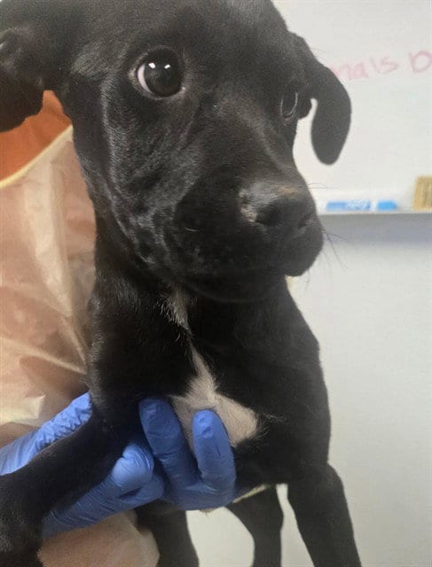 Photo of A172026, adoptable Labrador Retriever in Bakersfield, California