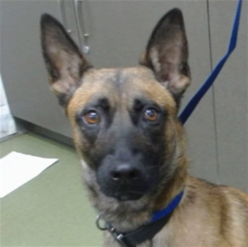 Photo of Lonna, adoptable Belgian Shepherd Malinois in San Bernardino, California