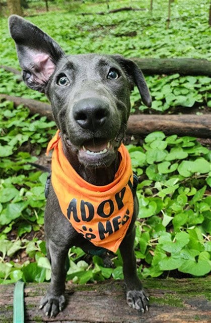 Photo of Firefly, adoptable Pit Bull Terrier in Peoria, Illinois