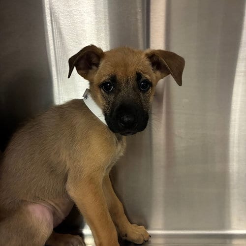 Photo of Harlow, adoptable Unknown breed in Rancho Santa Fe, California