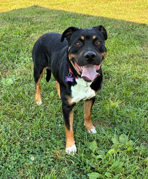 Photo of Dolly, adoptable Hound in St. Louis, Missouri