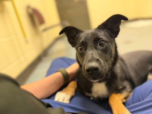 Photo of Navigator Wiggles, adoptable Australian Kelpie in Denver, Colorado