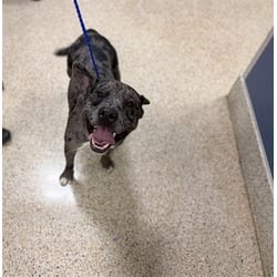 Photo of Dunnellon, adoptable Catahoula Leopard Dog in Doral, Florida