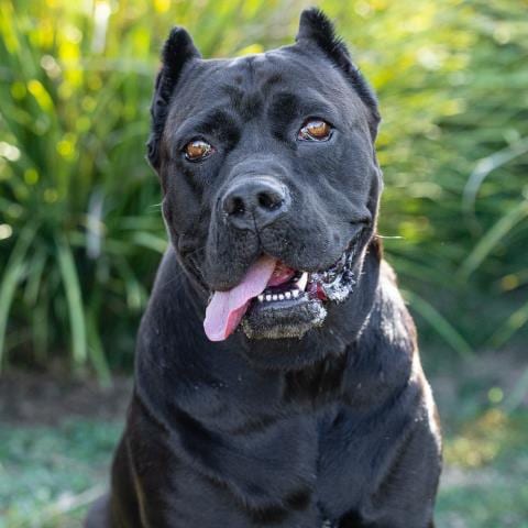 Photo of Akila, adoptable Cane Corso Mastiff in Camarillo, California