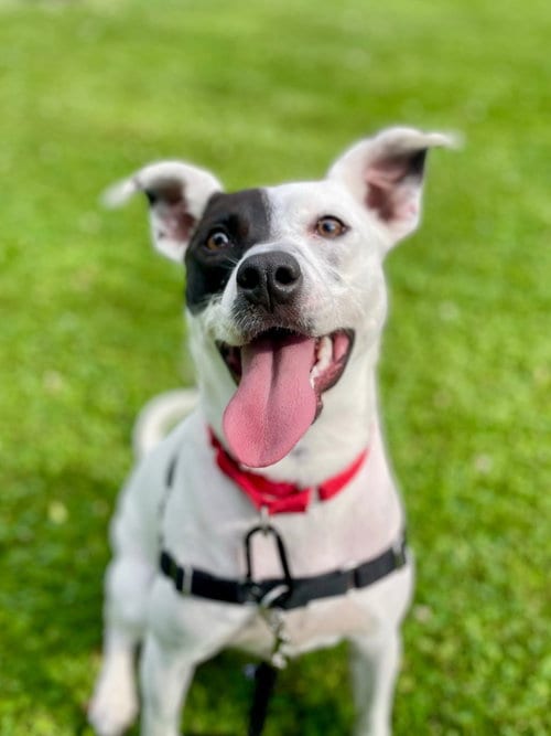 Photo of Stella, adoptable Terrier in Gloversville, New York