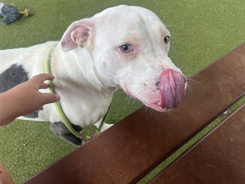 Photo of Ellie, adoptable Pit Bull Terrier in Waco, Texas