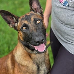 Photo of Vex, adoptable Belgian Malinois in Christiansburg, Virginia