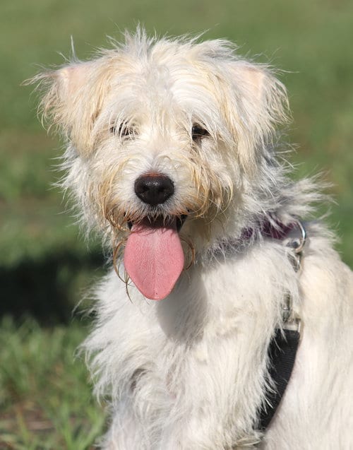 Photo of Willow, adoptable Terrier in North Fort Myers, Florida
