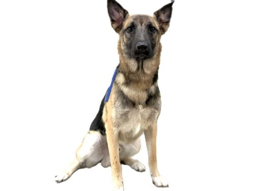 Photo of Bobby, adoptable German Shepherd Dog in Los Angeles, California