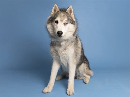 Photo of Fudge, adoptable Siberian Husky in Phoenix, Arizona