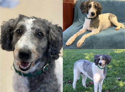 Photo of Ingrid, adoptable Poodle (Standard) in Fort Wayne, Indiana