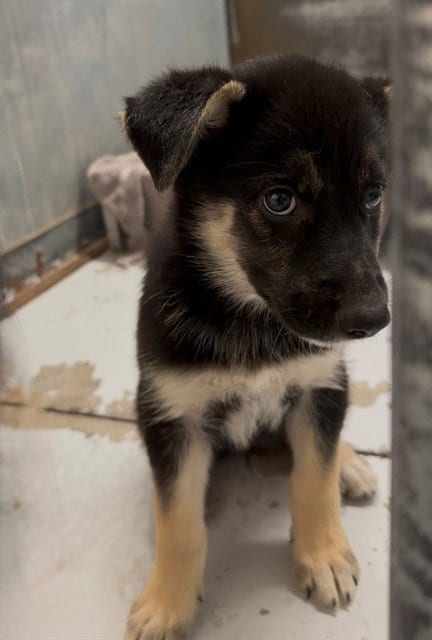 Photo of A433027, adoptable German Shepherd Dog in Conroe, Texas