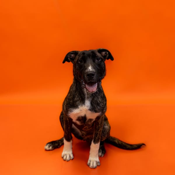 Photo of Rocko, adoptable Pit Bull cross in Lawrenceville, Georgia