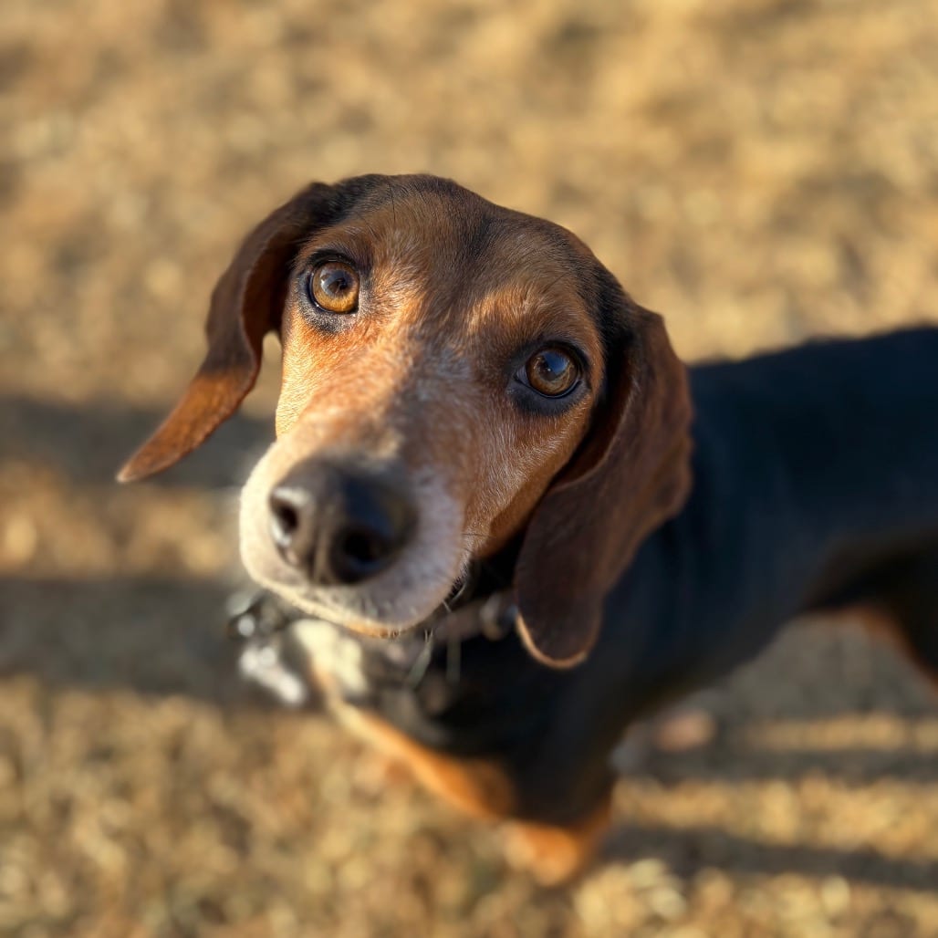Photo of Colette, adoptable Beagle in Fairfax Station, Virginia