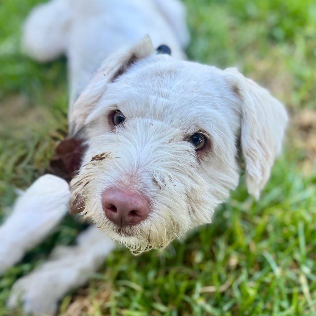Photo of Joey Tribbiani - City Of Industry Location, adoptable Poodle, Miniature / Maltese
