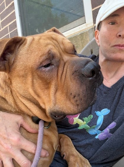 Photo of Harley, adoptable dog in Chamblee, Georgia