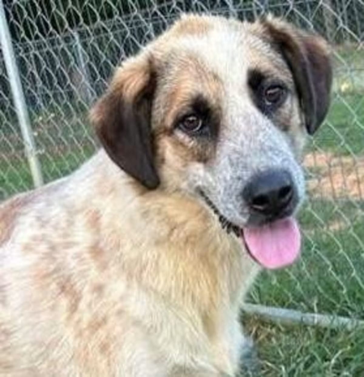 Photo of Chase Jasmine, adoptable Labrador Retriever Hound (Unknown Type) in Andover, Massachusetts
