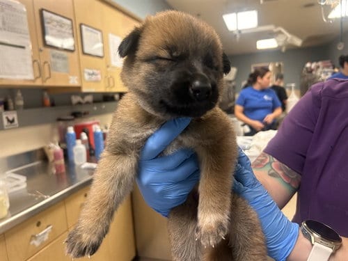 Photo of Vanessa, adoptable German Shepherd Dog in Riverside, California