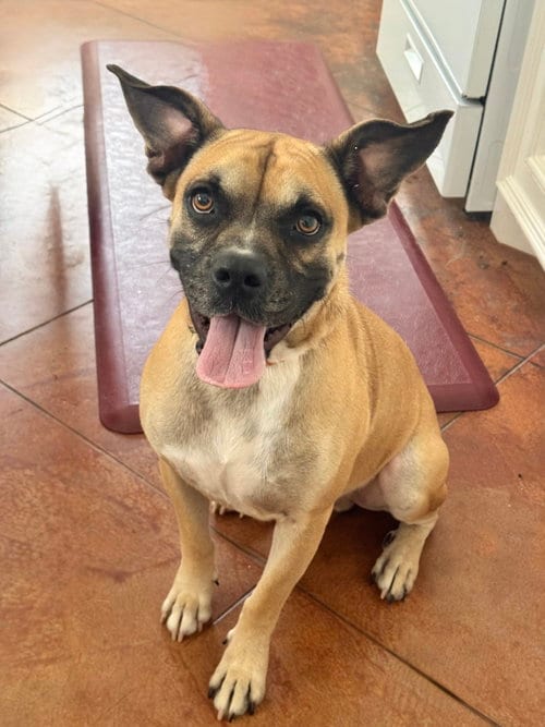 Photo of Blemie, adoptable Boxer in The Woodlands, Texas