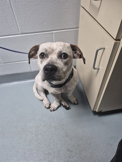 Photo of Funfetti, adoptable Pit Bull Terrier in St. Cloud, Florida