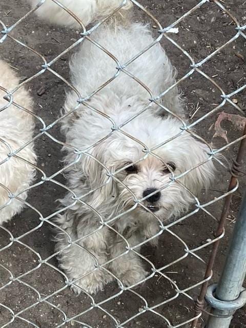 Photo of Madam, adoptable Poodle (Miniature) in Dallas, Texas