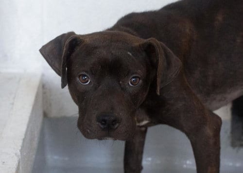 Photo of Cosmo, adoptable Pit Bull Terrier in Mountain Home, Arkansas
