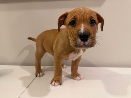 Photo of Bingley, adoptable English Bulldog in St. Louis Park, Minnesota