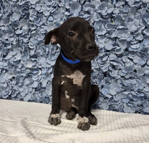 Photo of Chip, adoptable Pit Bull Terrier in Bakersfield, California