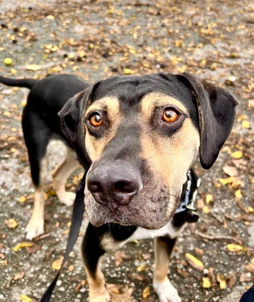 Photo of Luther, adoptable Hound in Williamsburg, Iowa