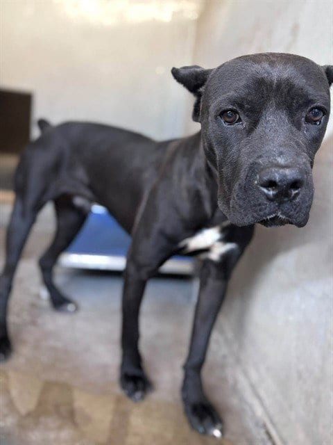 Photo of Danny Phantom, adoptable Cane Corso Mastiff in San Bernardino, California
