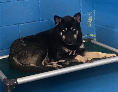 Photo of A170685, adoptable Siberian Husky in Bakersfield, California