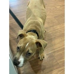 Photo of Lilo, adoptable American Pit Bull Terrier in Baton Rouge, Louisiana