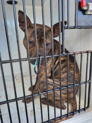 Photo of Lenox, adoptable dog in Atlanta, Georgia