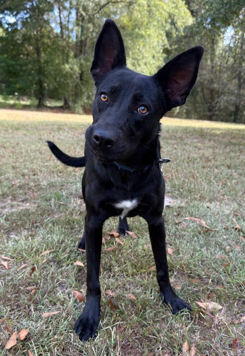 Photo of Gummie Bear, adoptable German Shepherd Dog in Attalka, Alabama