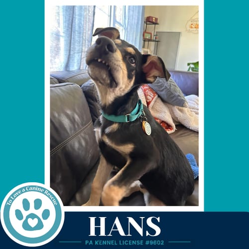 Photo of Hans (Prost Pups) 100326, adoptable German Shepherd Dog in Kimberton, Pennsylvania