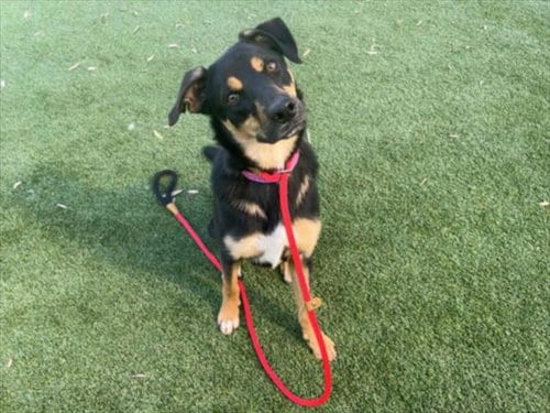 Photo of Katalina, adoptable Rottweiler in Los Angeles, California